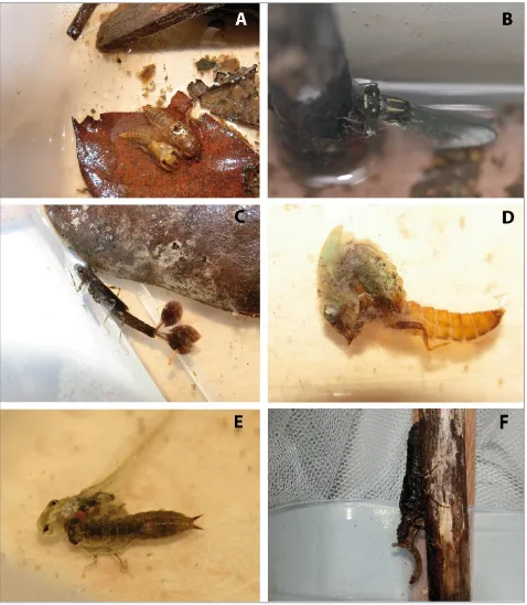 Figure 5. Images of larval rearing. A Acrogomphus jubilaris grubaueri cally C exuvia right after emergence of the adult