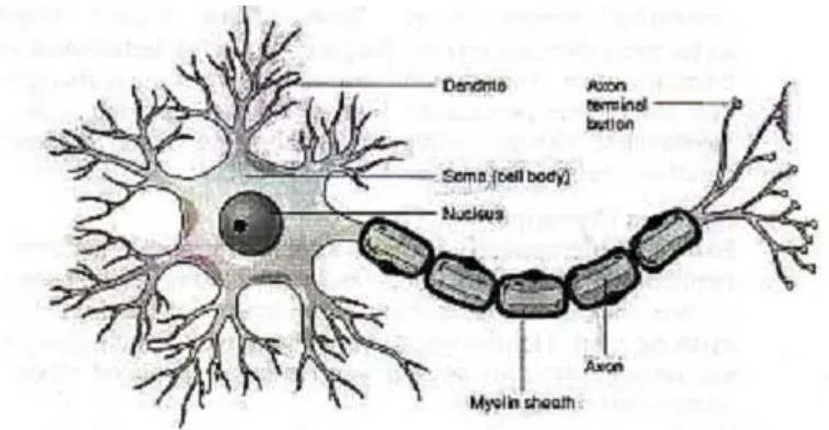 Gambar 2.1 Struktur Neuron pada Otak Manusia[8] 