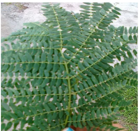 Gambar 7: Tanaman petai cina (Leucaena leucocephala) Sumber: Foto Langsung  