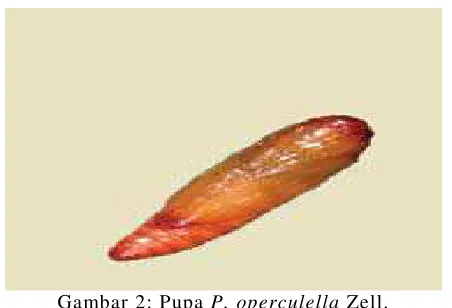 Gambar 1: Larva P. operculellaSumber: http://extension.oregonstate.edu/catalog/pdf/pnw/pnw594.pdf Zell