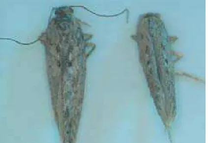 Gambar 3: Ngengat  P. operculella Zell. betina (kiri) dan jantan (kanan) Sumber: http://extension.oregonstate.edu/catalog/pdf/pnw/pnw594.pdf Photo Rondon, Oregon State University 