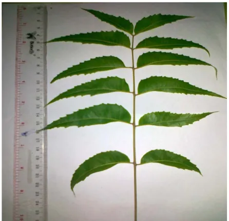 Gambar 5: Tanaman mimba (Azadirachta indica A.Juss) Sumber: Foto Langsung 