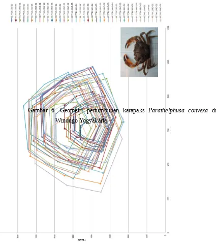 Gambar  6.  Geometri  pertumbuhan  karapaks  Parathelphusa  convexa di  Sungai