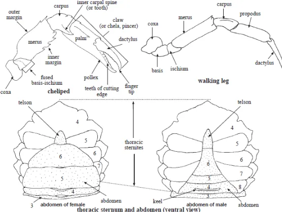 Gambar 2. Bagian fontral dan ventral kepiting (Ng, 1998)