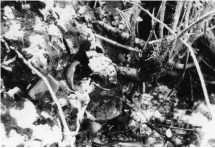 FiGURe 10. Close up of the riverbank deposit south of the sulphur springs Water tower, showing bottle glass and other materials exposed in the bank