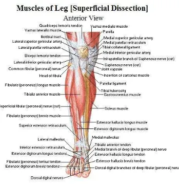 Gambar 2. Tampak Depan Otot Tungkai (Hakim Ibnu, 2015) 