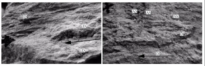 Figure 11. Binocular microscope view of fault surface in quartz sandstone (hand sample SL-26)