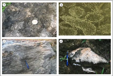 Figure 3. a). Photographs of outcrop of Bafflestone Subfacies with natural etching of branching corals (location KP5)