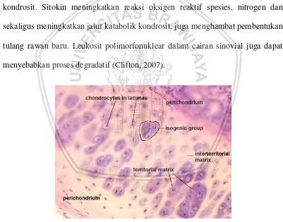 Gambar 2.2 Tulang rawan hialin tikus (Rattus norvegicus) menggunakan pewarnaan HE pada perbesaran 400x (Gary, 2003)