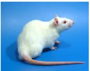 Gambar 2.6 Sendi pada kaki tikus (Rattus norvegicus) (Bendele, 2001) 
