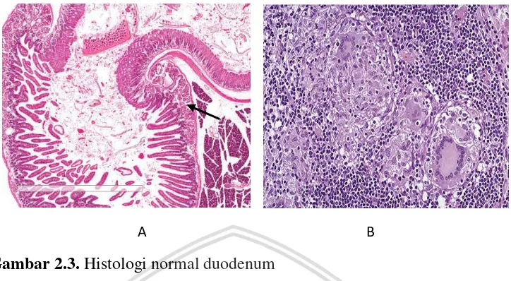 Gambar 2.3. Histologi normal duodenum  