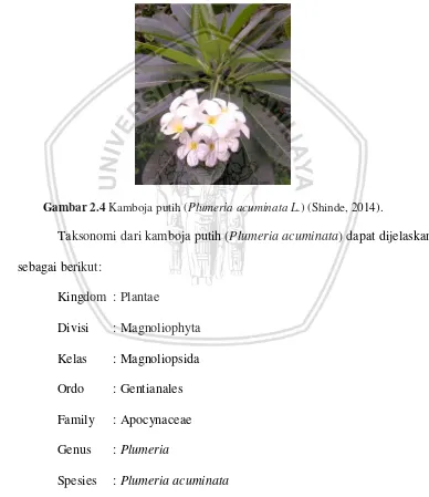 Gambar 2.4 Kamboja putih (Plumeria acuminata L.) (Shinde, 2014). 