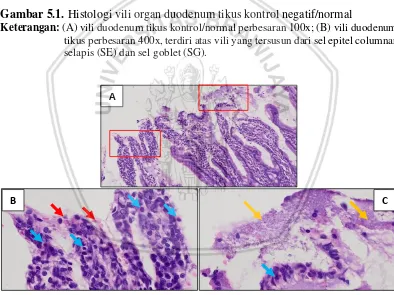 Gambar 5.1. Histologi vili organ duodenum tikus kontrol negatif/normal 