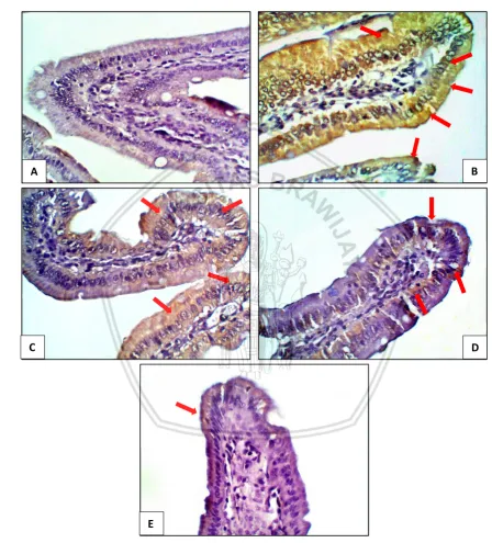 Gambar 5.6 Ekspresi Cyclooxygenase-2 (COX-2) pada duodenum tikus perbesaran 