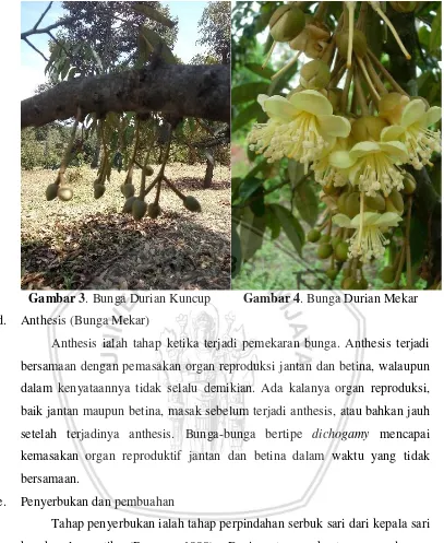 Gambar 3. Bunga Durian Kuncup 