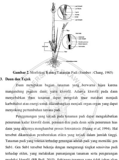 Gambar 2. Morfologi Batang Tanaman Padi (Sumber : Chang, 1965) 