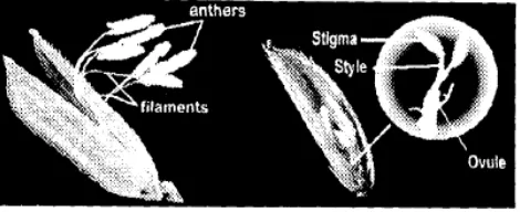 Gambar 6. Anther (kepala sari), filamen (benang sari), stigma, style, dan ovul (Sumber: IRRI, 2007) 