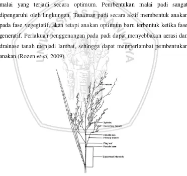 Gambar 7. Morfologi Malai Tanaman Padi (Sumber: Chang, 1965) 