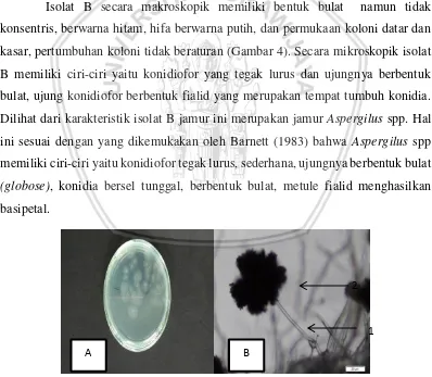 Gambar 3. A Kenampakan makroskopik jamur Trichoderma spp. Pada media 