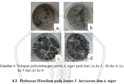 Gambar 4. Tahapan perkembangan jamur A. niger pada hari (a) ke-3 , (b) ke-4, (c) 