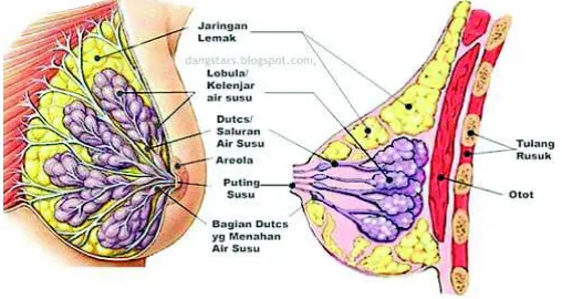 Gambar 2.1 Anatomi payudara wanita 