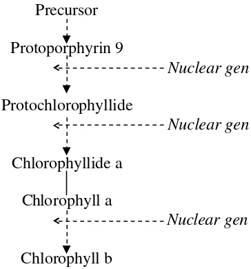 Gambar 6 Kendali inti terhadap pembentukan klorofil  