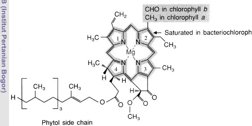 Gambar 8  Struktur kimia klorofil a dan b (Beecker et al. 2000) 