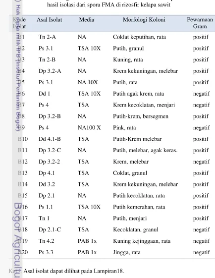 Tabel 4 Morfologi koloni bakteri endosimbiotik mikoriza pada media 