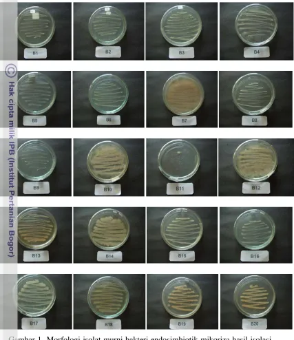 Gambar 1 Morfologi isolat murni bakteri endosimbiotik mikoriza hasil isolasi 