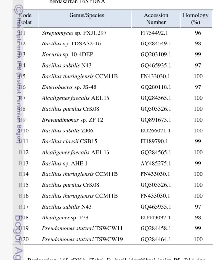 Tabel 5 Hasil identifikasi bakteri endosimbiotik mikoriza terseleksi 