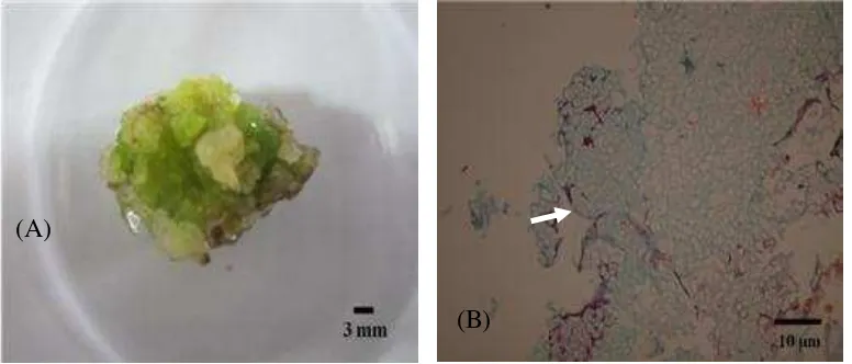 Gambar 3 Kalus noduler dan berwarna hijau setelah dilakukan subkultur pada media induksi kalus embriogenik: (A) kalus dari perlakuan BA 1 mg L-1 + kinetin 2 mg L-1 + glutamin 100 mg L-1 + arginin 100 mg L-1 + prolin 100 mg L-1; (B) kalus dari perlakuan BA 