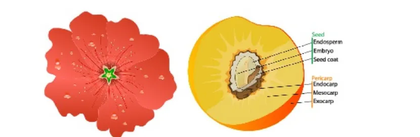 Figure 2-2. SVG from Wikimedia Commons: on the left, a hollyhock flower by user Ozgurel; on the right, a labelled diagramof a peach by Mariana Ruiz Villarreal (aka LadyofHats)