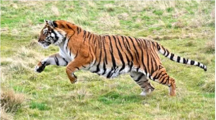 Figure 2‑0‑1: Big Data application is a powerful tiger (Source: Flickr.com)
