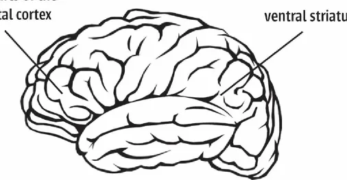 Figure 4.1 The prefrontal cortex and ventral striatum