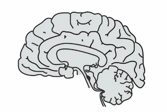 Figure 7.1 Simple drawing of the brain