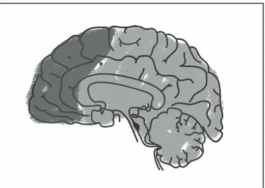 Figure 7.2 Colored brain