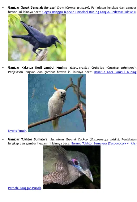 Gambar Gagak Banggai;  Banggai Crow  (Corvus unicolor). Penjelasan lengkap dan gambar