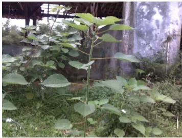 Gambar 9:  Koleksi Tanaman Rami  