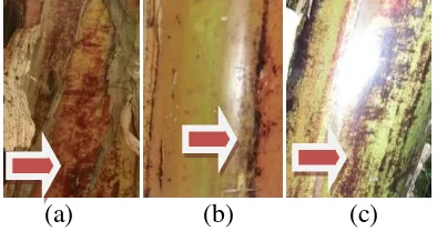 Gambar 2. Warna bercak pada batang semu dari semua jenis pisang: (a) merah, (b) keunguan, (c) coklat