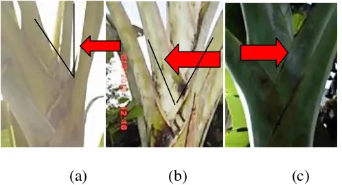Gambar 3: Bentuk tepi pelepah daun dari semua jenis pisang yaitu: (a) bersayap dan menjepit batang, (b) bersayap dan tidak menjepit batang, (c) bersayap dan bergelombang