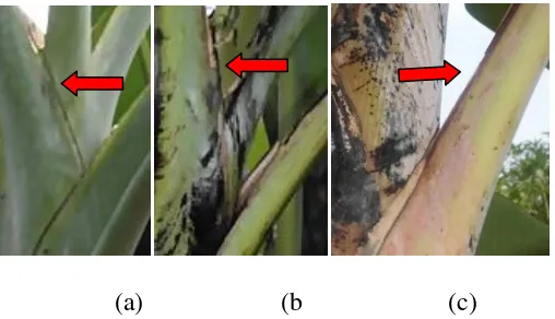 Gambar 4: Warna tepi pelepah daun dari semua jenis pisang: (a) hijau, (b) hitam, dan (c) merah muda keunguan