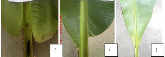 Gambar 5: Bentuk pangkal daun dari semua jenis pisang: yaitu (a) membulat keduanya, (b) satu sisi membulat, dan (c) bentuk pangkal daun yang meruncing dua sisinya