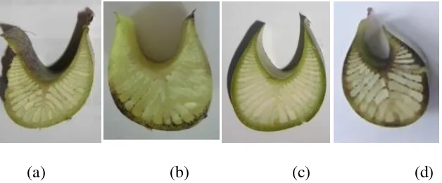 Gambar 6: Tipe kanal pisang : (a) terbuka dengan tepi yang melebar kesamping, (b) terbuka dengan tepi yang tegak, (c) lurus dengan tepi yang tegak, dan (d) tepi menutup
