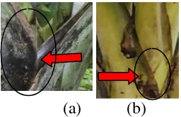 Gambar 8. Warna bercak pada pelepah daun dari semua jenis pisang: (a) coklat, (b) coklat tua, dan (c) coklat kehitaman