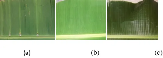Gambar 9: Warna permukaan atas daun pisang yaitu: hijau kekuningan (a), hijau sedang (b), dan hijau (c)