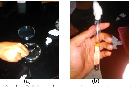 Gambar 3. (a) perndaman specimen yang terserang