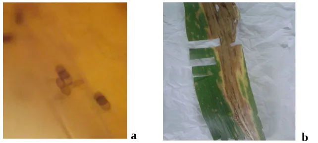 Gambar 3.1. (a) Hasil mikroskopis dari Curvularia, (b) Gejala serangan pada daun jagung,