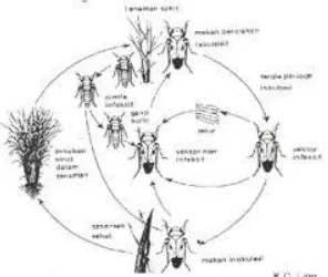 Gambar 5. Siklus Hidup Wereng Hijau (Nephotettix virescens)  