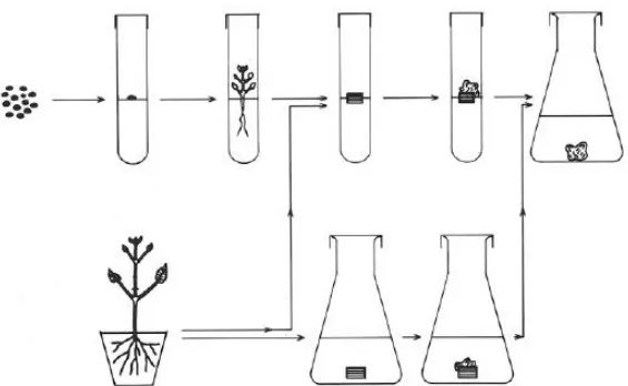 Gambar 1. Mikropropagasi in vitro : inisiasi kultur kalus dari biji atau tanaman utuh 