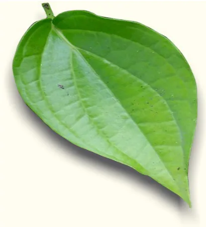 Gambar 2. DAUN SIRIH